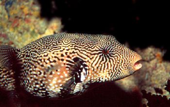 Map Puffer taken in Truk with housed N90s, 60 mm lens & S... by Beverly Speed 